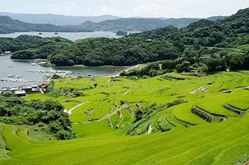 Amazon.co.jp: 【新米/精米】 佐賀県上場産 コシヒカリ 5kg 令和